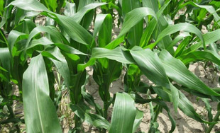 corn after kqxrn