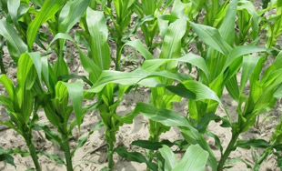 corn before kqxrn