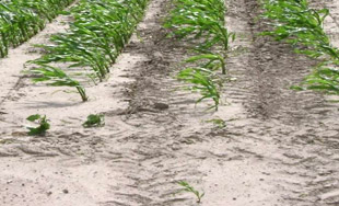 corn row soil