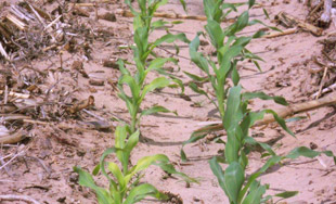 corn row