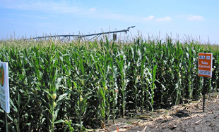 corn row