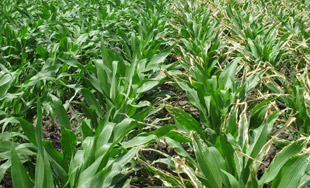 non burning low salt corn
