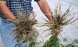 root development