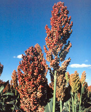 crop care