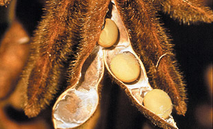 soy bean