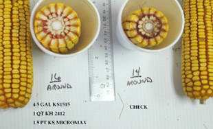 Corn Comparison