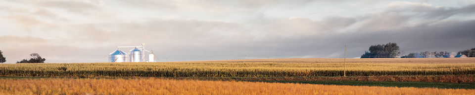 Kugler Corn Field