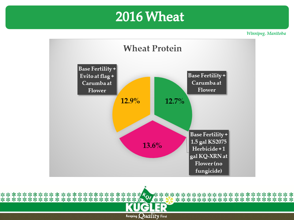 Wheat Protein